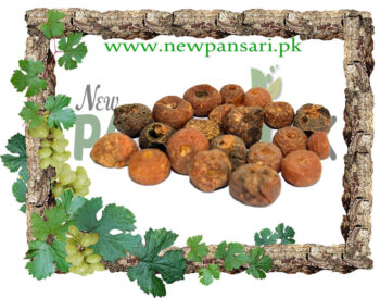 Smearwort (Zaravand Mudharij) also known as Round-Leaved Birthwort Scientific Name Aristolochia Rotunda زراوندمدحرج