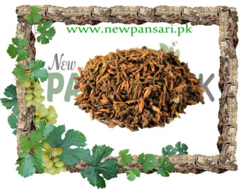 Axle Wood Flower (Gul-e-Dhawa) also known as Button Tree, Ghatti Tree Scientific Name Anogeissus Latifolia گل دھاوا