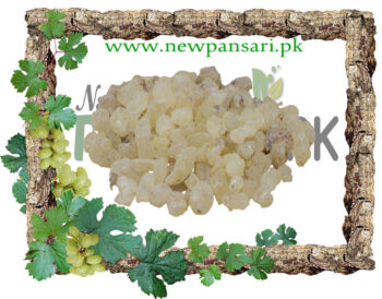 Black Dammar (Chandras) also known as Sanders Scientific Name Canarium Strictum Roxb چندرس سندرس، کندرو، سندوس