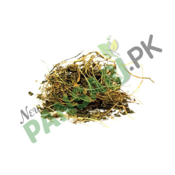 Centella (Brahmi Booti) also known as Asiatic Pennywort, Indian Pennywort Scientific Name Centella Asiatica برہمی بوٹی Increases Memory