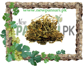 Centella (Brahmi Booti) also known as Asiatic Pennywort, Indian Pennywort Scientific Name Centella Asiatica برہمی بوٹی Increases Memory