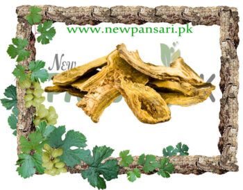 Chinese Rhubarb (Revand Cheeni) also known as Da Huang, Garden Rhubarb, Himalayan Rhubarb, Indian Rhubarb, Medicinal Rhubarb Scientific Name Rheum Officinale ریوند چینی