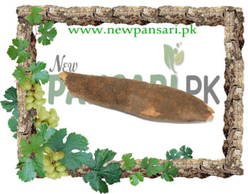 Common Peony (Ood Saleeb) also known as Garden Peony Scientific Name Paonea Officinalis عود صلیب