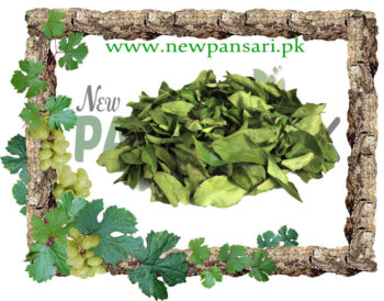 Curry Leaves (Barg-e-Kari, Barg-e-Kadi) Scientific Name Murraya Koenigii برگ کڑی کڑی پتہ