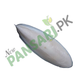 Cuttlefish Bone (Samandar Jhag) also known as Cuttlebone Scientific Name Endoconcha Sepiae سمندر جھاگ