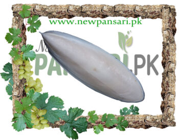 Cuttlefish Bone (Samandar Jhag) also known as Cuttlebone Scientific Name Endoconcha Sepiae سمندر جھاگ