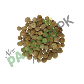 East Indian Globe Thistle (Gul Mandi) Scientific Name Sphaeranthus Indicus گل مندی