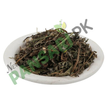 False Daisy (Bhangra) Scientific Name Eclipta Prostrata بھنگرہ بھنگراج