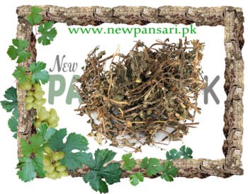 False Daisy (Bhangra) Scientific Name Eclipta Prostrata بھنگرہ بھنگراج