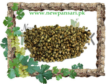 Henna Seeds (Tukhm-e-Hina) Scientific Name Lawsonia Inermis Linn تخم حنا