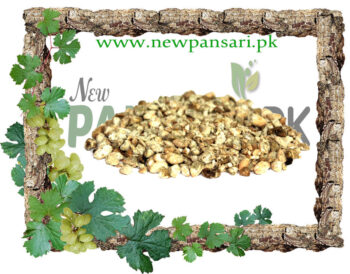Indian Cotton Seeds (Maghaz Panpa Dana) Scientific Name: Gossypium مغزپنپہ دانہ مغز پمبا دانہ