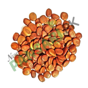 Lebbek Tree Seeds (Tukhm-e-Saras) also known as Albizia Lebbeck Scientific Name Acacia Speciosa تُخم سرس Relieves Inflammation.