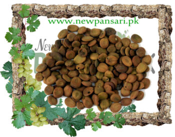 Lebbek Tree Seeds (Tukhm-e-Saras) also known as Albizia Lebbeck Scientific Name Acacia Speciosa تُخم سرس Relieves Inflammation.