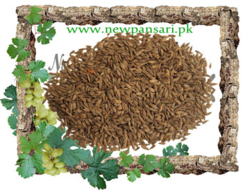 Lettuce Seeds (Tukhm-e-Kahu) Scientific Name Lactuca Sativa Linn تخم کا ہو