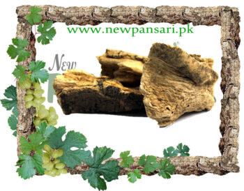 Marine Costus (Qust-e-Shireen) also known as Costus قسط شیریں قسط البحری