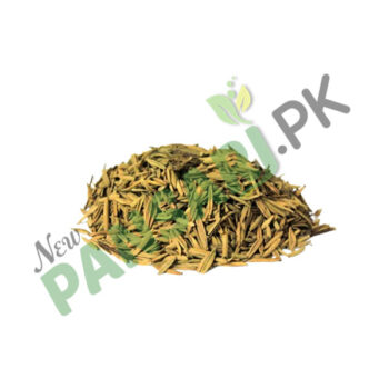 Pala Indigo (Indarjo Shireen) also known as Dyer's Oleander Scientific Name Wrightia Tinctoria اندرجوشیریں