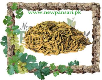 Pala Indigo (Indarjo Shireen) also known as Dyer's Oleander Scientific Name Wrightia Tinctoria اندرجوشیریں