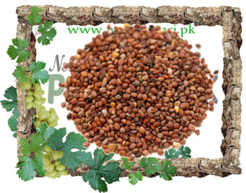 Radish Seeds (Tukhm-e-Mooli) also known as Common Radhish, Wild Radish, Garden Radish Scientific Name Raphanus Sativus Linn تخم مولی مولی کے بیج