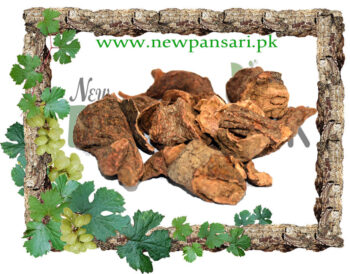 Red Sage (Behman Surkh) also known as Garden Sage, Dalmation Sage, Common Sage Scientific Name Salvia Haematodes بہمن سرخ