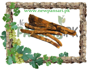 Rhubarb Roots (Revand Khatai) Scientific Name Rheum Rhabarbarum ریوند خطائی