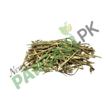 Rue (Sadab) also known as Herb Of Grace Scientific Name Ruta Graveolens سداب