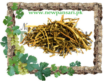 Rue (Sadab) also known as Herb Of Grace Scientific Name Ruta Graveolens سداب