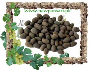 Sacred Lotus (Kanwal Gutta) also known as Indian Lotus, Bean of India, Lotus Scientific Name Nelumbo Nucifera کنول گٹہ