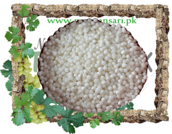 Sago (Sago Dana) Scientific Name Cycas Revoluta ساگودانہ