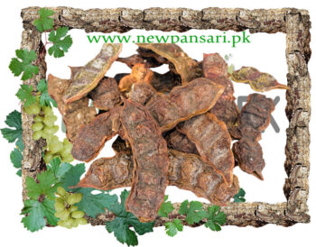 Soap Pod Wattle (Seekakai) Scientific Name Acacia Concinna سکا کایی