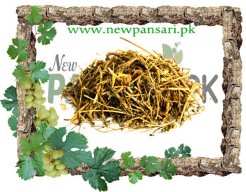 Spleenwort (Chitrak) Scientific Name Asplenium چترک طحال بُوٹی ۔ تلی بُوٹی