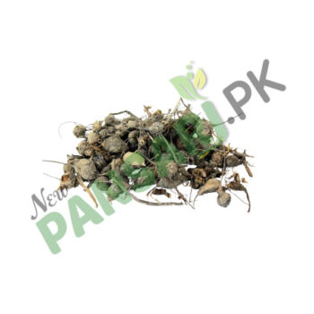 Sweet Cyperus (Nagar Moth) Scientific Name Cyperus Rotundus Linn ناگر موتھ سعد کوفی، مشک زیر زمین، موتھ، ڈیلہ گھاس، موتھا