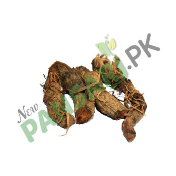 Sweet Flag (Gurbach) also known as Sweet Sedge, Sweet Myrtle, Flag Root, Calamus Scientific Name Acorus Calamus گڑبچ وج ترکی