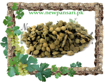 Sweet Thorn (Phalli Babool) also known as Karroo Thorn Scientific Name Acacia Karoo پھلی ببول کیکر پھلی