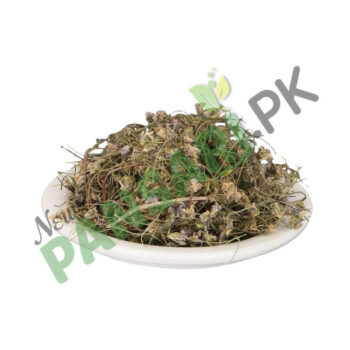 Sweet Violet (Gul-e-Banafsha) also known as Wood Violet, English Violet Scientific Name Viola Odorata گل بنفشہ