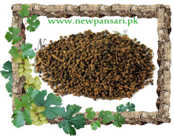 Toothache Fruit (Kabab Khandan) also known as Winged Prickly Ash, Hercules Club Scientific Name Zanthoxylum Alatum کباب خنداں کبابہ شگفتہ، فاغرہ, کبابہ دہین کشادہ