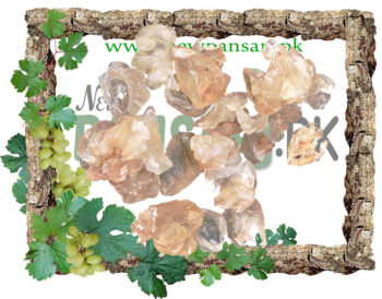 Tragacanth Gum (Gond Katira) also known as Goat's Thorn, Green Dragon, Gum Dragon, Gum Tragacanth, Gummi Tragacanthae, Hog Gum, Syrian Tragacanth Scientific Name Astragalus Gummifer گوند کتیرا