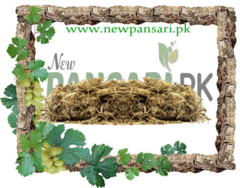 Wild Indigo (Sarphoka, Saraponkh) also known as Purple Tephrosia Scientific Name Baptisia Australis سرپھوکہ