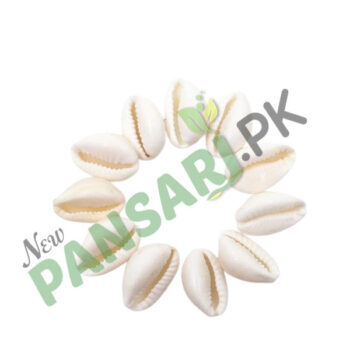 Arkam White KauriSafed KodiWhite KaudiSafed Kauri Premium Quality for Puja کوڈی سفید