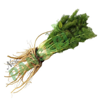 Dry Fennel root جڑ سونف