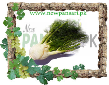 Dry Fennel root جڑ سونف