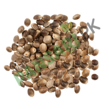 Heemp_Seeds - Bhang Seeds tukhum qinab بھنگ کے بیج