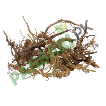 Natural Kasni Root Cichorium intybus Jar kasni کاسنی کی جڑ