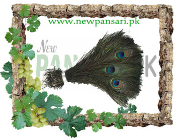 Peacock Feather Tail Eye مور کے پر mor ky par mor ki tiki