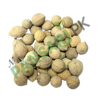 Putrajeevak Beej Putra jeevak Beej Putranjiva Roxburghii Garbhkar - Garbhbhad