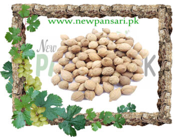 Putrajeevak Beej Putra jeevak Beej Putranjiva Roxburghii Garbhkar - Garbhbhad