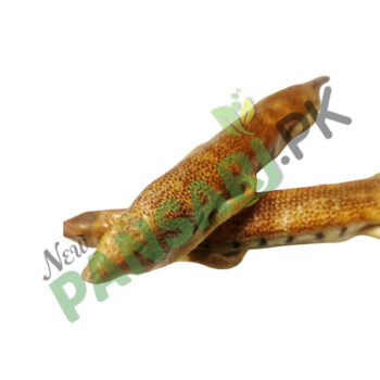 Sand Lizard Reghmahi ریگ ماہی Reg Mahi