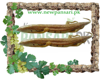 Sand Lizard Reghmahi ریگ ماہی Reg Mahi