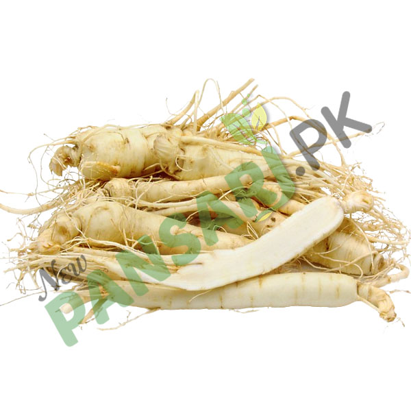 olivenbaum zimmerpflanze pflege Olivenbaum Olea Europaea XL  vielgrn