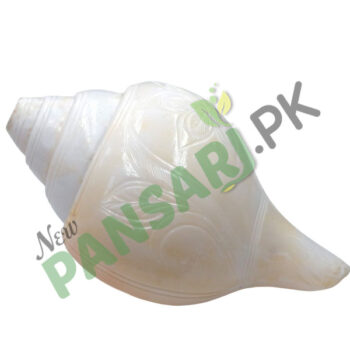 shankh price Snails - Fish Aquarium سنکھ
