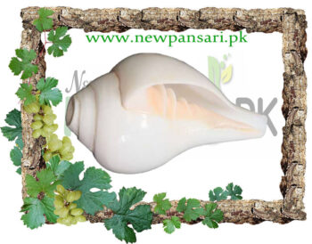 shankh price Snails - Fish Aquarium سنکھ